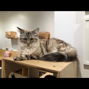 Meet your Posher, Ophelia